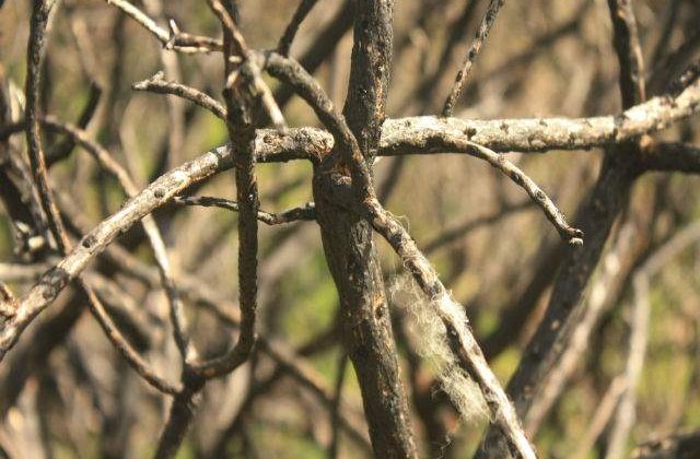 Un primar a inventat parazapezi din crengi pentru a evita blocarea drumurilor