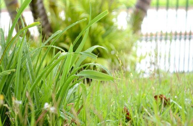 Prim&#259;ria Capitalei: 3,5 mil. euro pentru inventarierea spatiilor verzi private