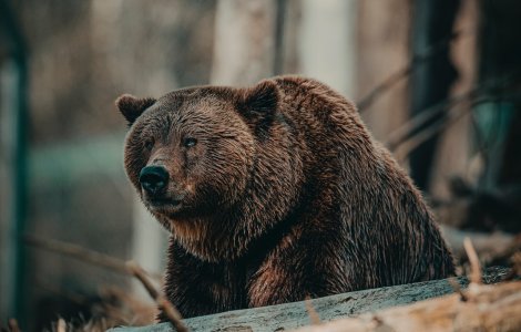 445 de intervenții ale jandarmilor pentru alungarea urșilor în decursul anului