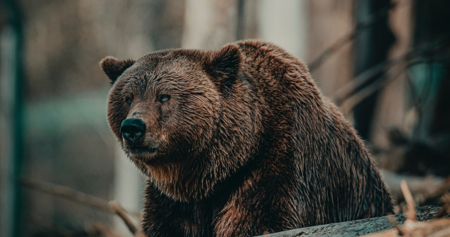 445 de intervenții ale jandarmilor pentru alungarea urșilor în decursul anului