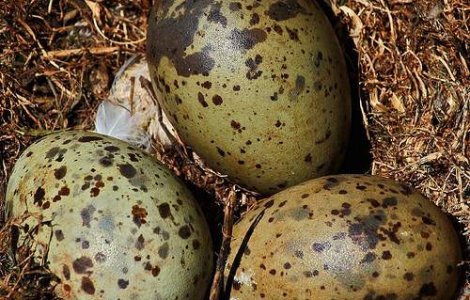 Cea mai scumpa omleta din lume, din oua de pescarus