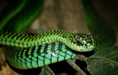 Un incendiu a distrus cea mai mare colectie de serpi din lume!