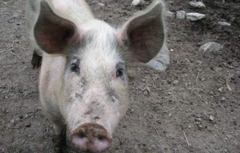 Liderul unui clan al gruparii italiene `Ndrangheta a fost mancat de viu de porci