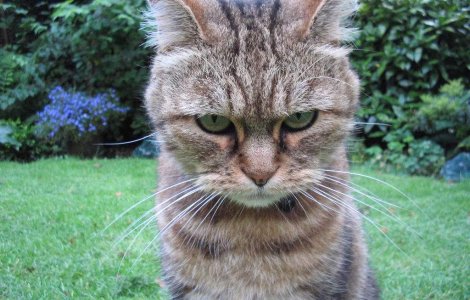 Studiu: Pisicile nu-si iubesc stapanii