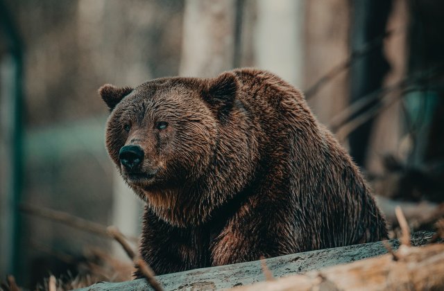 Un urs a fost ucis de localnici după ce a atacat trei persoane într-o comună din Vrancea