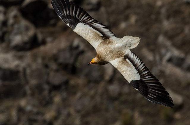 Top 10 animale pe cale de disparitie din Romania. Au nevoie de ajutorul tau!