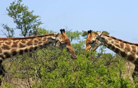 Animalele pot fi gay?