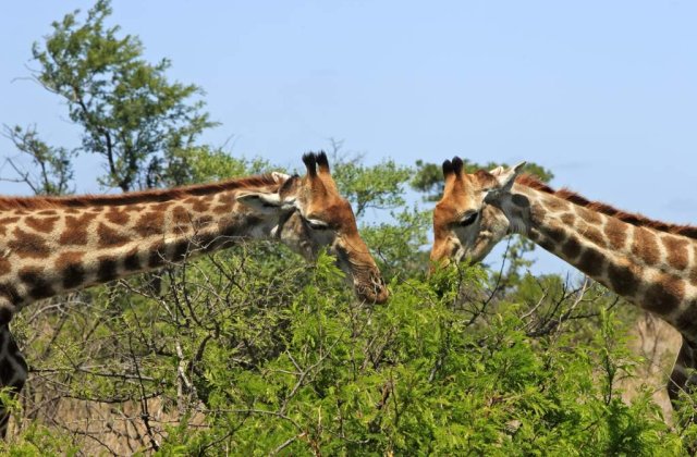 Animalele pot fi gay?