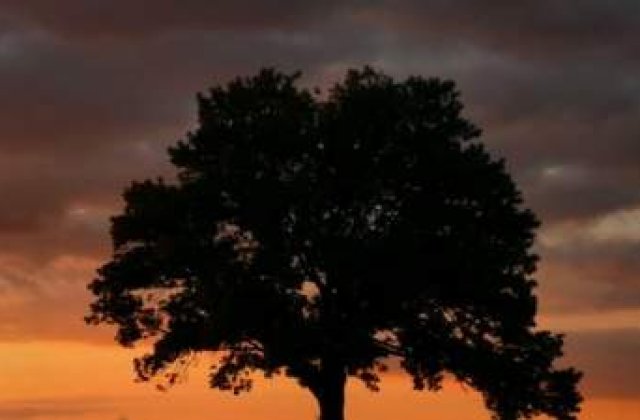 A devenit dependent de sex dupa ce a cazut din copac