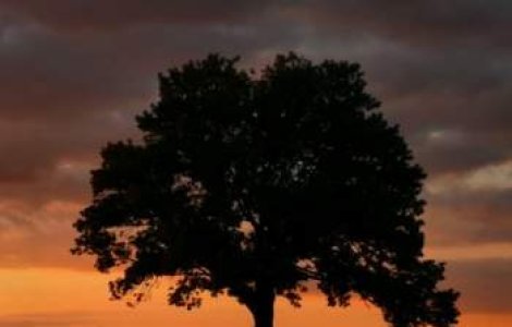 A devenit dependent de sex dupa ce a cazut din copac
