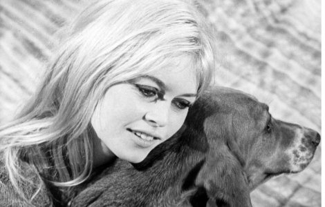 Brigitte Bardot: "Nu eutanasiati cainii comunitari din Romania!"