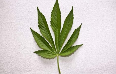 Jamaica si-a deschis prima companie de marijuana "medicala"