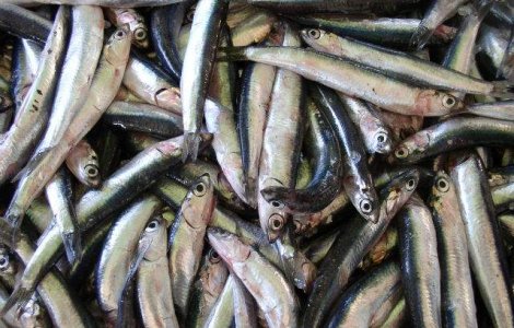 Studiu: Omul, la acelasi nivel cu hamsia in lantul trofic