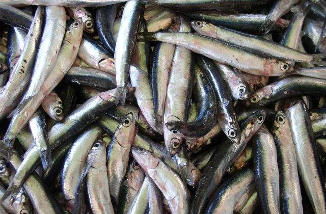 Studiu: Omul, la acelasi nivel cu hamsia in lantul trofic