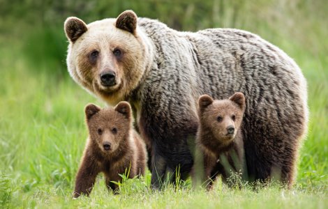 APM Mureș: Urs găsit mort pe marginea DN 15, la Petelea; 5-6 urși loviți de mașini în această toamnă