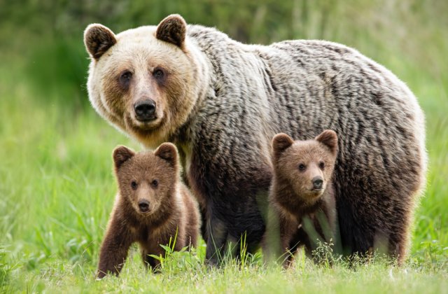 APM Mureș: Urs găsit mort pe marginea DN 15, la Petelea; 5-6 urși loviți de mașini în această toamnă