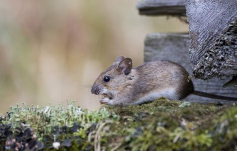 Soareci la Casa Alba