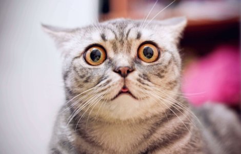  Top  Sărbătorile vin! Cum să îți protejezi animalul de companie în preajma focurilor de artificii