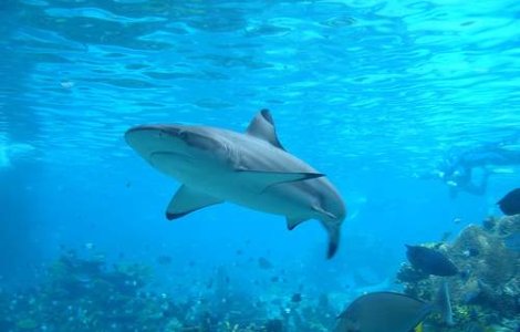 Nu merge netul? Probabil un rechin a mancat firele!