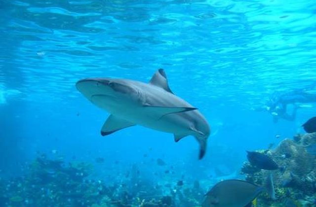 Nu merge netul? Probabil un rechin a mancat firele!