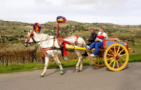 Agigea: Un cal a fost omorat dupa ce si-a ucis stapanul
