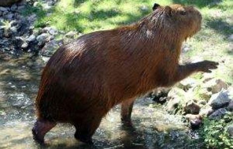 Polonia: Ministrul de interne acuza castorii pentru inundatii