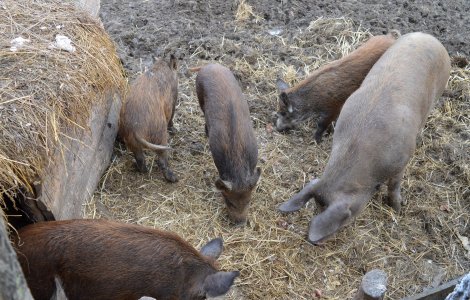 585 de focare active de pestă porcină africană în România