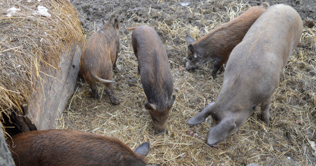 585 de focare active de pestă porcină africană în România