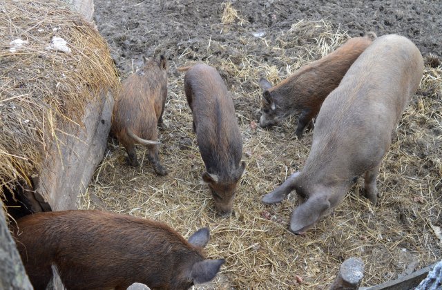 585 de focare active de pestă porcină africană în România  