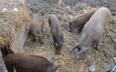 585 de focare active de pestă...