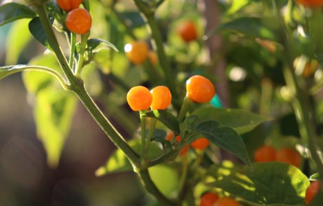 Cel mai scump ardei iute din lume este cultivat și expus la Iași. Prețul unui kilogram