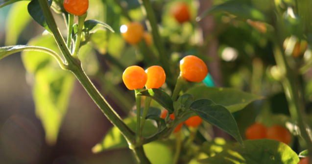 Cel mai scump ardei iute din lume, cultivat și expus la Iași. Cât costă