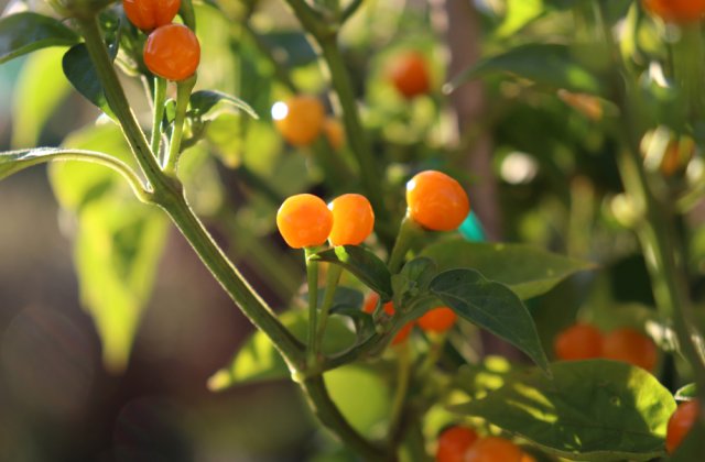 Cel mai scump ardei iute din lume este cultivat și expus la Iași. Prețul unui kilogram