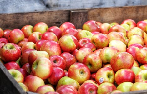 O femeie de 90 de ani a donat 4 tone de mere centrelor din Vrancea