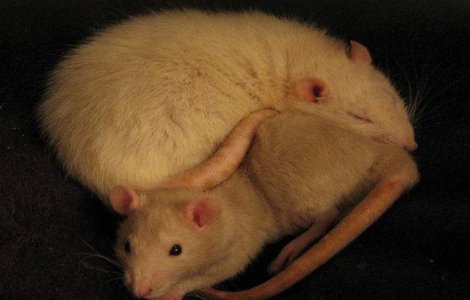 Ciuma bubonica revina: Atentionare de epidemie in Madagascar