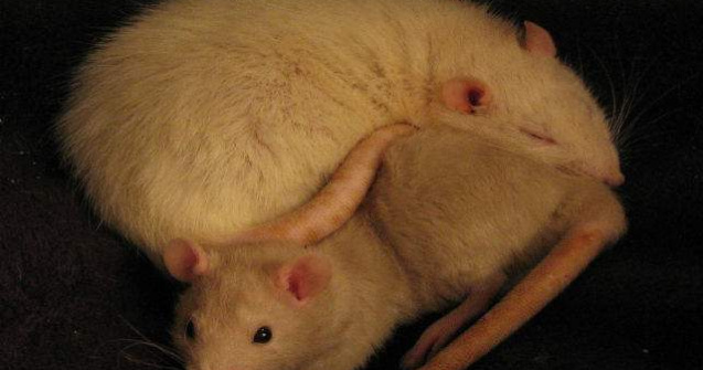 Ciuma bubonica revina: Atentionare de epidemie in Madagascar