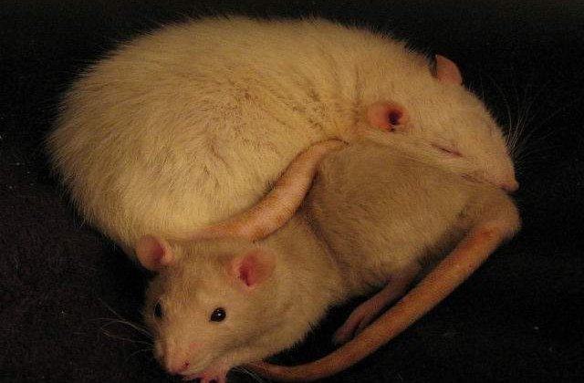 Ciuma bubonica revina: Atentionare de epidemie in Madagascar