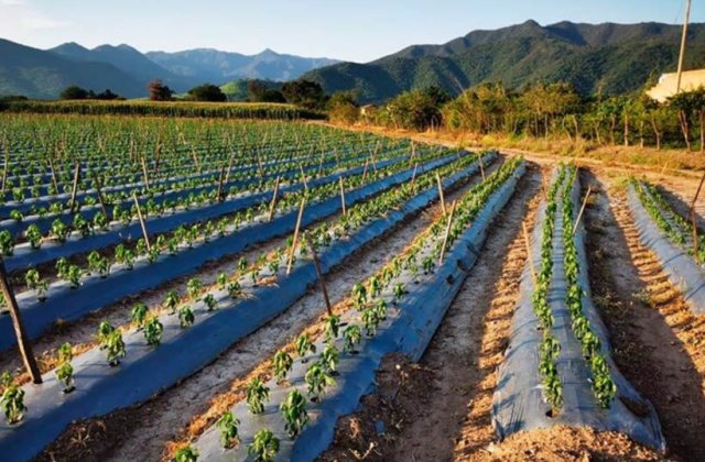 Te ajută sau nu o folie de mulcire Agrotextil pentru culturile tale?