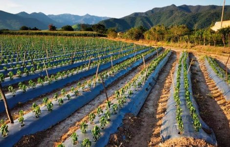 Te ajută sau nu o folie de mulcire Agrotextil pentru culturile tale?