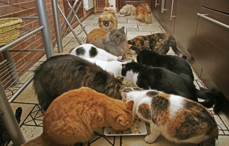 Adăpost într-un demisol pentru pisicile abandonate în Zalău. Felinele așteaptă să fie adoptate. „E ca un rai pentru pisici”