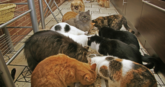 Adăpost într-un demisol pentru pisicile abandonate în Zalău. „E ca un rai”