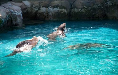 Delfini si lei de mare, paznici de baza militara