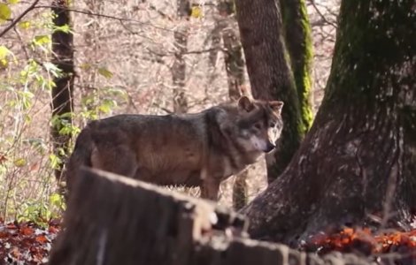 „Lupul” fioros care a pus pe jar autoritățile era, de fapt, un câine rătăcit. Mesaj RO-Alert iluzoriu, „maidanez costumat de Halloween”