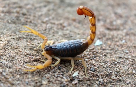 O angajată din IKEA Băneasa a fost înțepată de un scorpion. De unde s-a luat animalul și în ce stare este femeia
