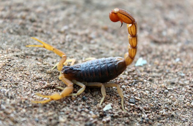 O angajată din IKEA Băneasa a fost &icirc;nțepată de un scorpion. De unde s-a luat animalul și &icirc;n ce stare este femeia