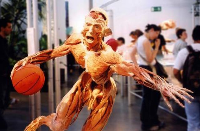 Anunt: Vand corp uman perfect conservat!