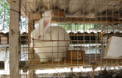  Video  De ce sa NU cumperi haine din lana de angora