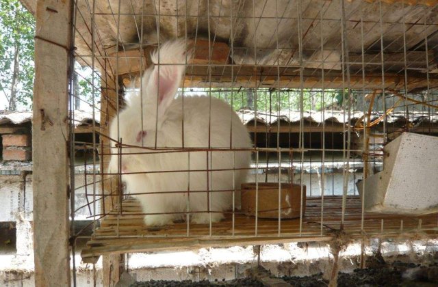 Caz socant de cruzime fata de animale. De ce sa NU cumperi haine din lana de angora