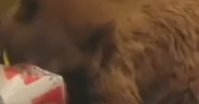 VIDEO Un urs din California a dat buzna într-o casă, ademenit de mirosul aripioarelor KFC