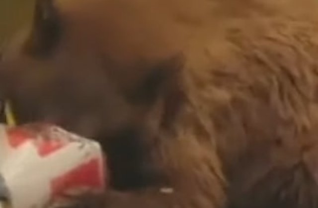 VIDEO Un urs din California a dat buzna într-o casă, ademenit de mirosul aripioarelor KFC